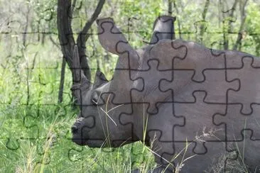 Rhino in Kruger