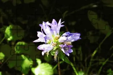 fiore di alta collina