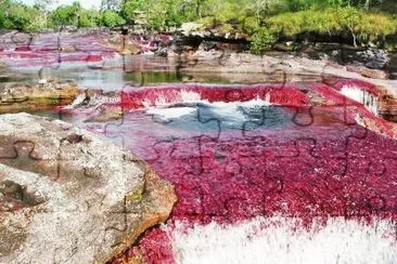 פאזל של CaÃ±o Cristales. Colombia