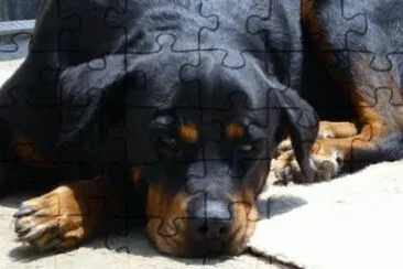 rottweiler gullock jigsaw puzzle