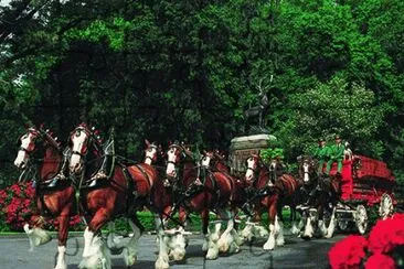 Clydesdales in Rose Parade-5 hour prep time