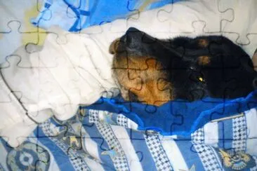 rottweiler en la cama gullock