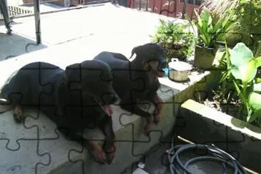 rottweiler gullock la pareja jigsaw puzzle