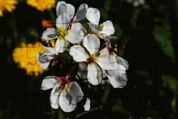 fiore di campagna