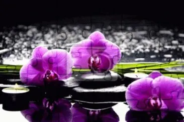 Orchids Reflecting in Zen Pond