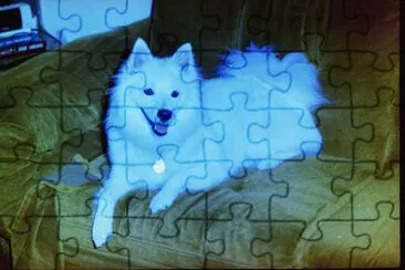 My American Eskimo Buddy jigsaw puzzle