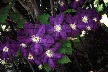 Purple Clematis on Fence