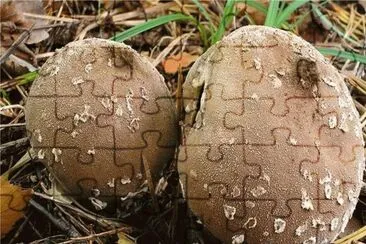 Lycoperdon Mammiforme