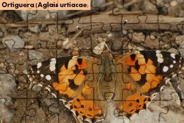 Ortiguera (Aglais urtiacae)