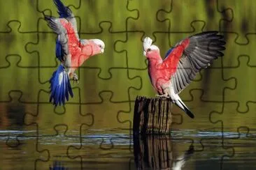 I love the colors! jigsaw puzzle