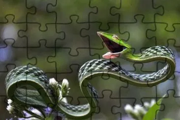 Green Vine Snake jigsaw puzzle