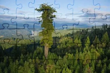 Tallest tree in the woods jigsaw puzzle