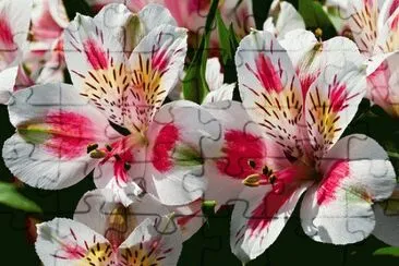 ALSTROEMERIA