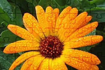 CALENDULA