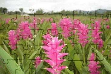 CURCUMA