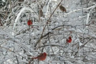 Cardinals in Snow