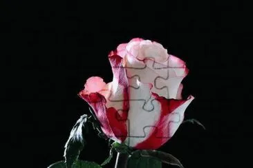 La rosa