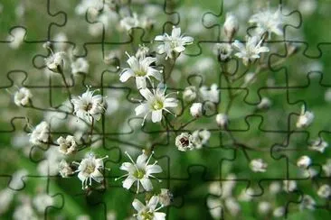 GYPSOPHILA