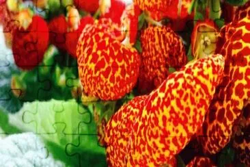 Calceolaria