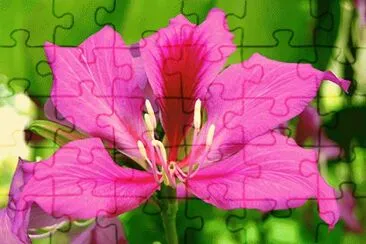 Bauhinia