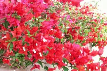 Bougainville