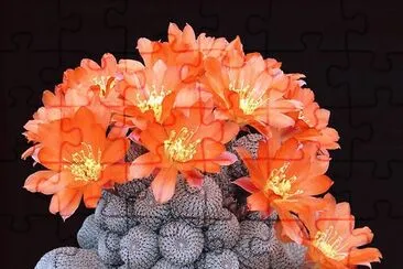 Rebutia