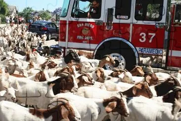 Goats Used to Clear Underbrush-San Diego