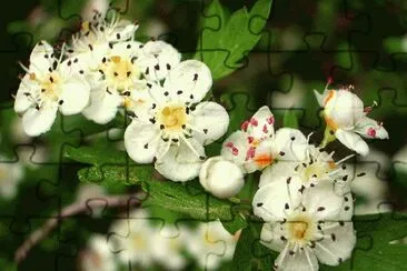 Biancospino jigsaw puzzle