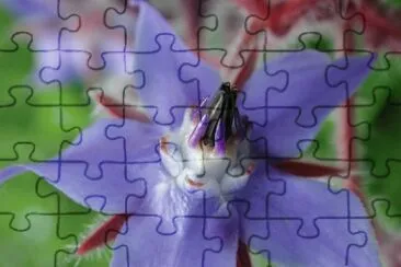 Borragine jigsaw puzzle