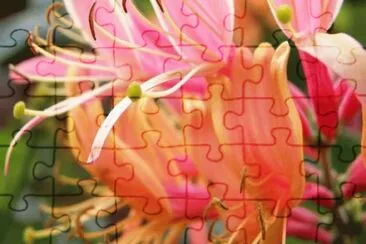 Caprifoglio jigsaw puzzle