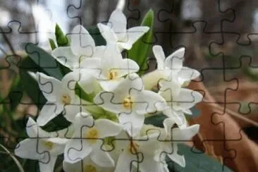 Dafne jigsaw puzzle