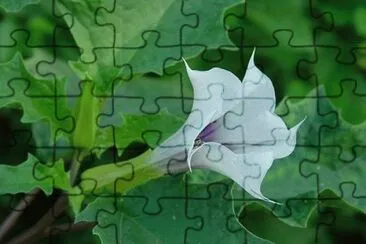 Datura jigsaw puzzle