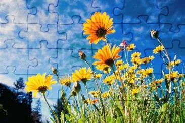 Flores do Campo jigsaw puzzle