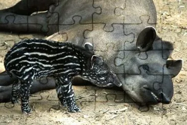 tapiro jigsaw puzzle