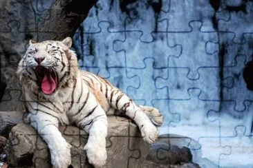 tigre bianca jigsaw puzzle