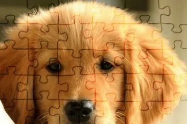 פאזל של Golden Retriever