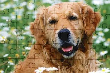 פאזל של Golden Retriever