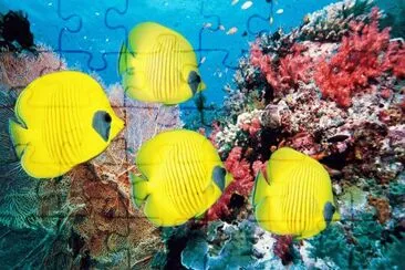 peces tropicales jigsaw puzzle