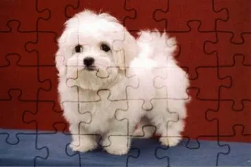 Bichon MaltÃ©s