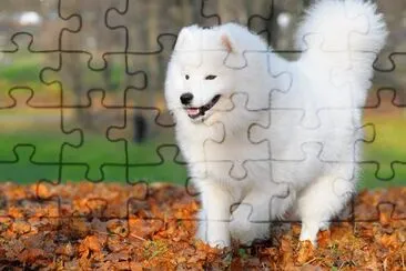 Perro samoyedo, en el parque.