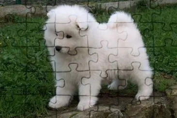 Perro samoyedo, cachorro.