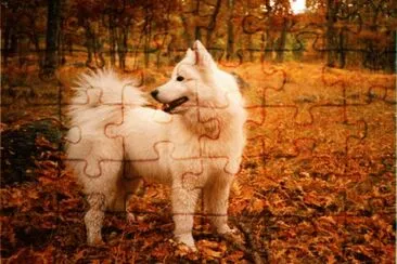 perros samoyedo