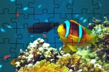 Amphiprion bicinctus jigsaw puzzle