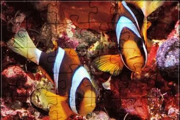 Amphiprion clarkii jigsaw puzzle