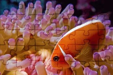 Amphiprion perideraion jigsaw puzzle