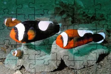 Amphiprion polymnus jigsaw puzzle