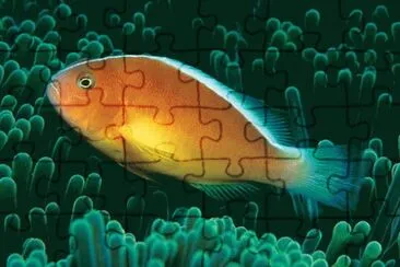 Amphiprion sandaracinos jigsaw puzzle