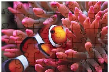 Amphiprioninae jigsaw puzzle