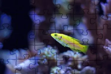 Bodianus bimaculatus jigsaw puzzle