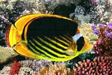 Chaetodon fasciatus